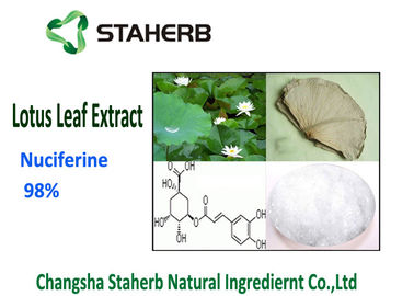 China Extração solvente de produto comestível do pó do extrato da folha de Nuciferine 98% Lotus fornecedor
