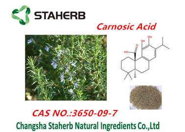 China Extrato da folha dos alecrins do ácido de Ursolic, ácido de Rosmarinic, pó do ácido de Carnosic fornecedor