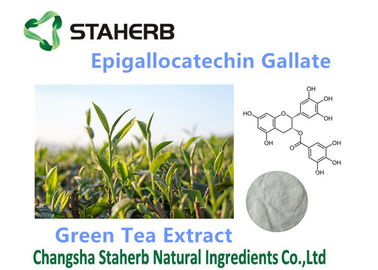 China Antioxidantes orgânicos/poderosos suplementam o galato 50-98% de Epigallocatechin fornecedor