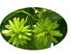 A planta natural pura de Camptothecae Acuminatae extrai Hydroxycamptothecin 98% fornecedor