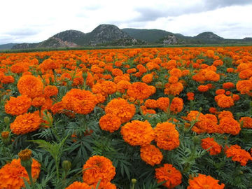 China Flores fitogênicas do festão dos aditivos da alimentação do Lutein 5%/as de seda do cravo-de-defunto extraem o pó fornecedor