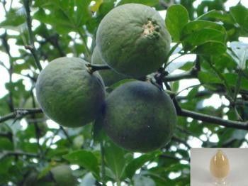 China Extração solvente da HPLC de Synephrine 6-98% do extrato do fruto da laranja amarga de Sevilha fornecedor