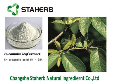 China Extrato ácido clorogénico da planta do extrato da folha de Eucommia do extrato do calor limpo fornecedor