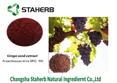 China Dos materiais de referência padrão do extrato da semente da uva Polyphenols de Proanthocyanidins contidos fornecedor