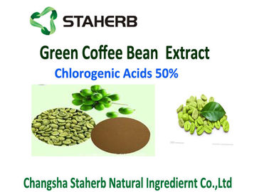 China Anti anti-bacteriano - do extrato verde do feijão de café do oxidante o ácido clorogénico 50% perdeu o peso fornecedor