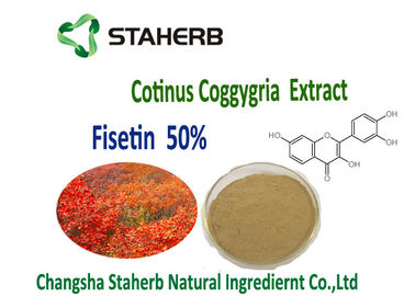 China a planta orgânica Anti-inflamatório e antiproliferativa da árvore de fumo extrai o extrato de Coggygria do Cotinus do pó de 50% Fisetin fornecedor
