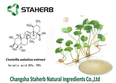 China Extrato concentrado Kola da planta de Gotu, extratos naturais da planta para cuidados com a pele fornecedor