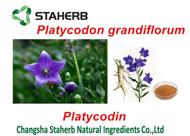 China Extratos das plantas verdes de Platycodon Grandiflorum, extraindo produtos químicos das plantas fornecedor