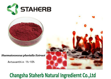 Obscuridade antioxidante do extrato do Pluvialis de Haematococcus do suplemento dietético ao Astaxanthin - pó vermelho fornecedor