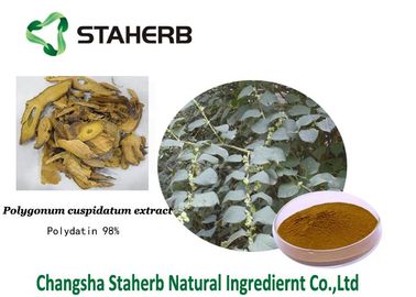 Do extrato erval puro do cuspidatum do Polygonum dos extratos de Polydatin pó fino cristalino branco fornecedor