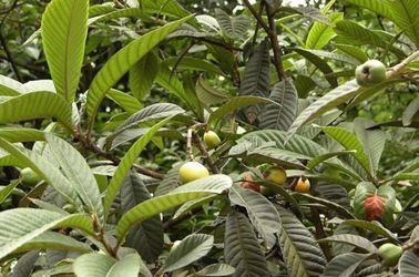 Extratos naturais puros da planta do pó ácido de Ursolic do extrato da folha do Loquat fornecedor