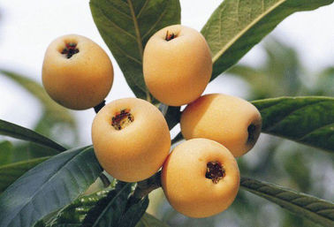 Extratos naturais puros da planta do pó ácido de Ursolic do extrato da folha do Loquat fornecedor