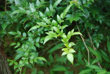 Pó do extrato 98% Dinhydromyricetin do chá da videira do grossedentata de Ampelopsis fornecedor