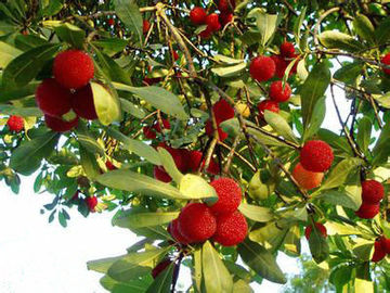 Extrato natural puro da casca do bayberry dos extratos da planta do suplemento à saúde do pó do myricetin fornecedor