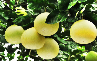 Pó fino branco do extrato da planta da casca do Pomelo do extrato do Naringenin fornecedor