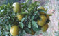 Pó natural cas no.94-07-5 de Synephrine do extrato do fruto de Aurantium do citrino fornecedor