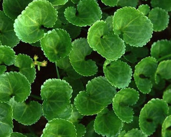 O extrato Asiatica de Centella/planta natural pura extrai o pó de Asiaticosides fornecedor