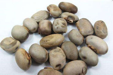 Os pruriens concentrados do Mucuna da planta extraem o pó cas no.59-92-7 de Levodopa fornecedor