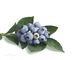 O alimento antioxidante do extrato da uva-do-monte suplementa o pó fino roxo escuro fornecedor