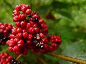 A planta orgânica do extrato de Evodia Rutaecarpa extrai o pó de Evodiamine para farmacêutico fornecedor