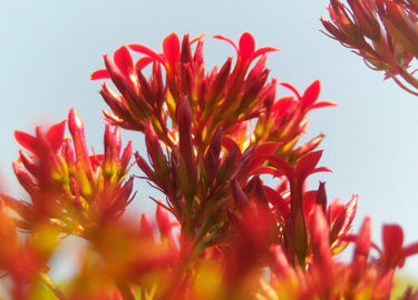 A planta natural pura do extrato fêmea de Rhodiola Rosea da saúde extrai Salidrosides 3% fornecedor