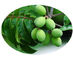 Extrato erval da planta da folha verde-oliva, tipo erval orgânico da extração solvente dos extratos fornecedor