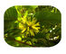 Nenhuma planta 86639-52-3 natural pura do Cas extrai 7 - etilo - 10 - pó de Hydroxycamptothecin fornecedor