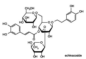 extrato natural do purpurea do echinacea da medicina da erva de 100%/ácido cichoric 2%